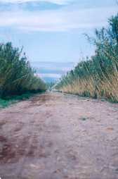 Plantation