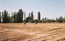 Plantation